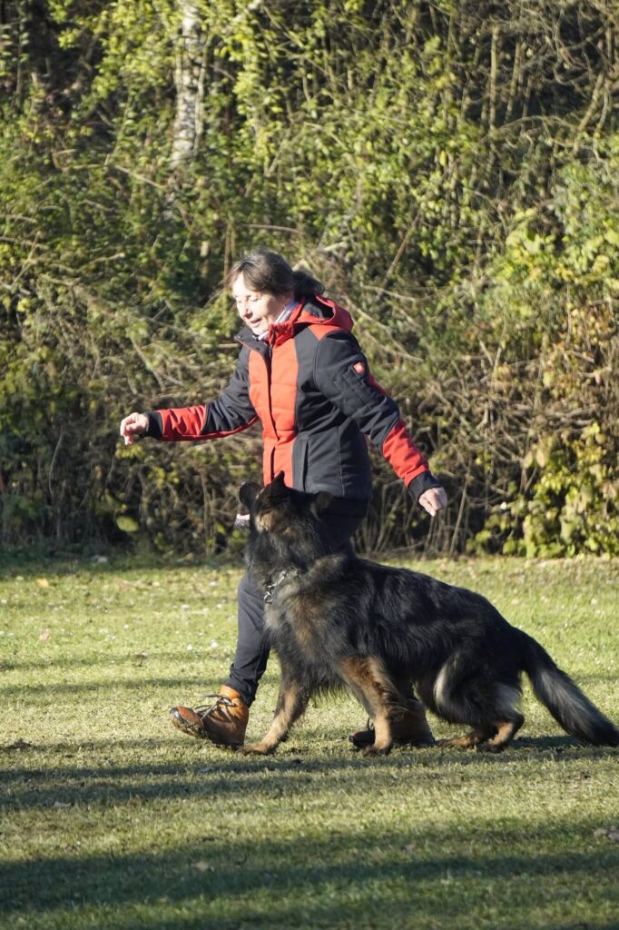 Deutscher Schäferhund bei konzentrierter Fußarbeit