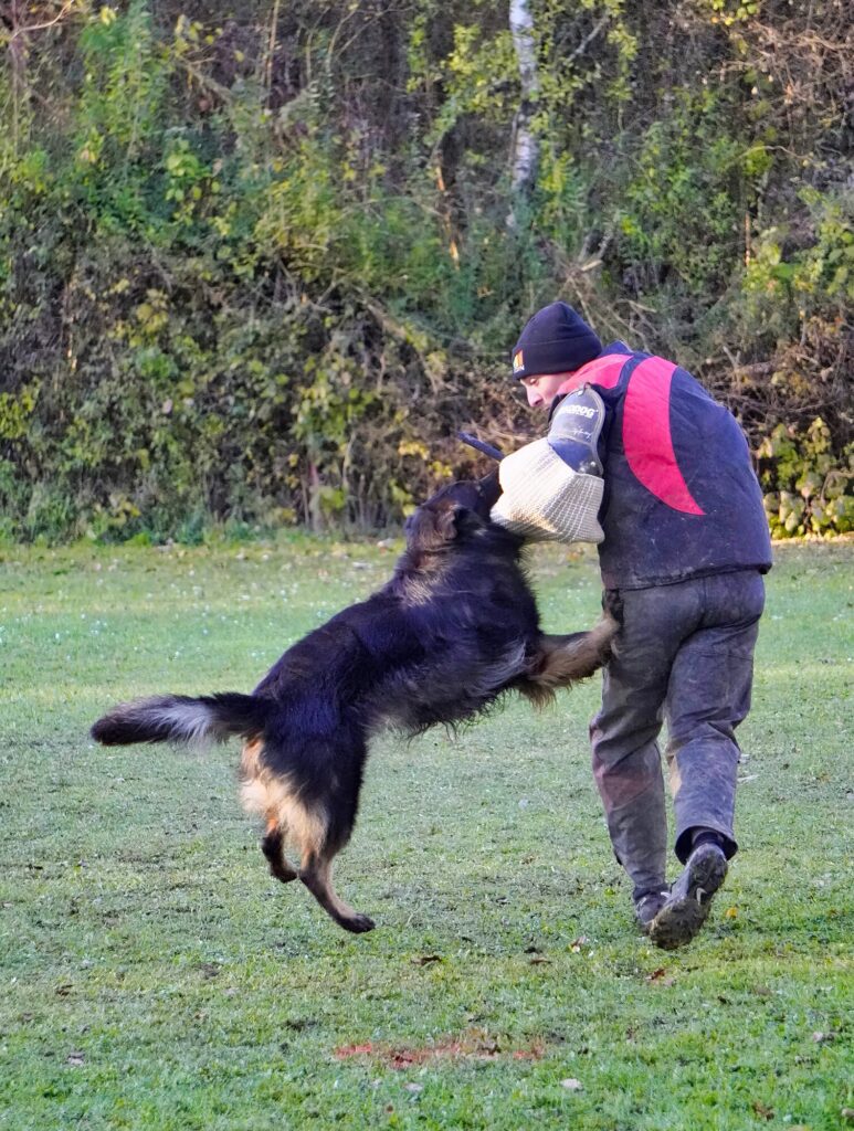 Schwarzer Deutscher Schäferhund bei der Arbeit im Schutzdienst