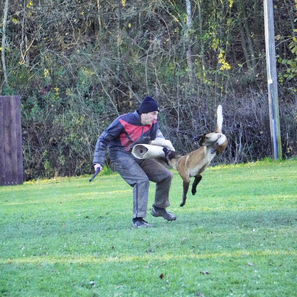 Malinois bei einer kontrollierten Übung im Schutzdienst