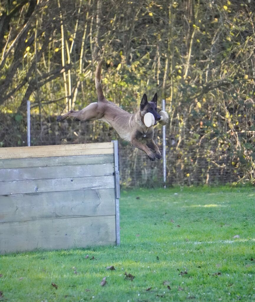 Malinois beim Sprung über eine Hürde