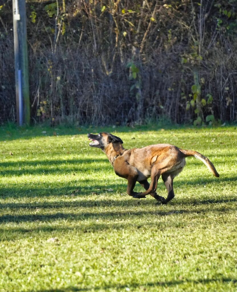 Malinois in schneller Bewegung auf dem Prüfungsplatz