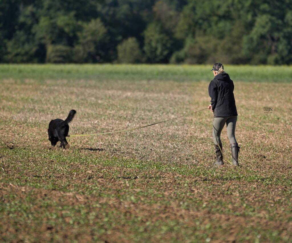 Nox sucht aufmerksam eine Fährte auf dem Feld ab