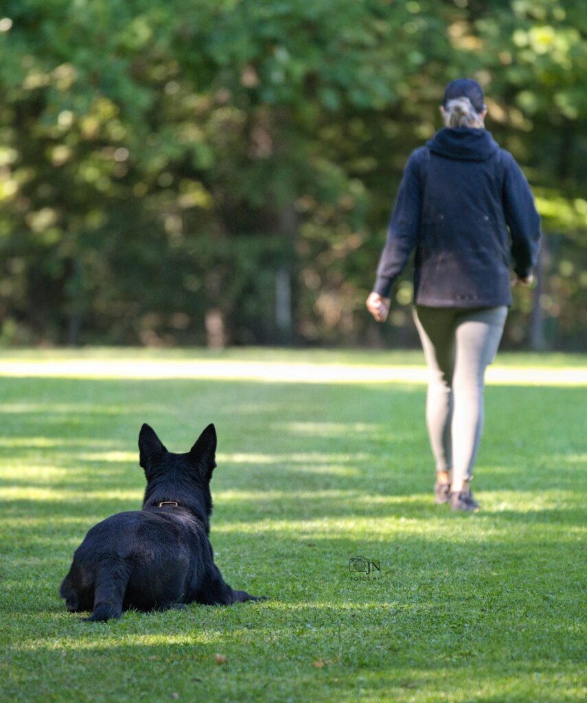 Nox liegt aufmerksam bei der Ablage auf dem Übungsplatz