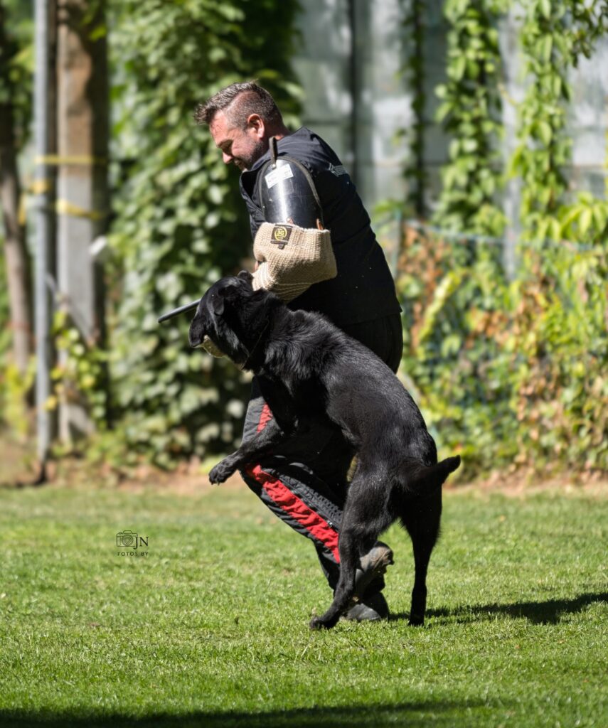 Nox bei einer Übung mit dem Helfer im Schutzdienst